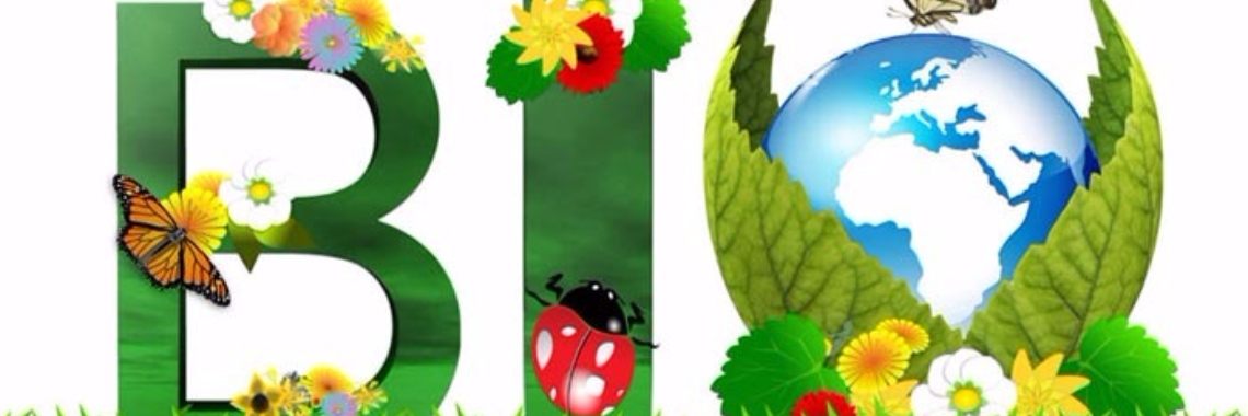 8 financieel haalbare tips om biologisch te eten | Yoors World