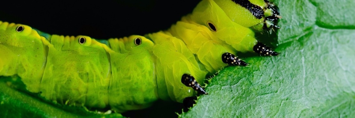 8 natuurlijke zelfgemaakte insecticiden | Yoors World