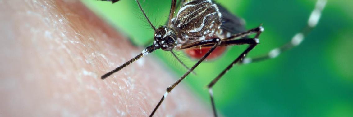 8  planten die muggen afstoten | Yoors World