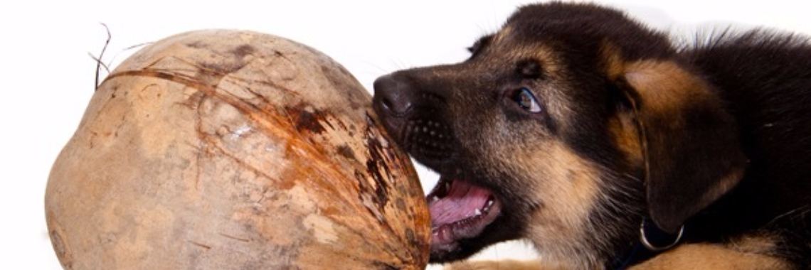 9 Geweldige gezondheidsvoordelen van kokosolie voor je hond | Yoors World