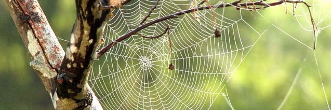 Angst voor spinnen en slangen zit diep ingebakken bij de mens | Yoors World