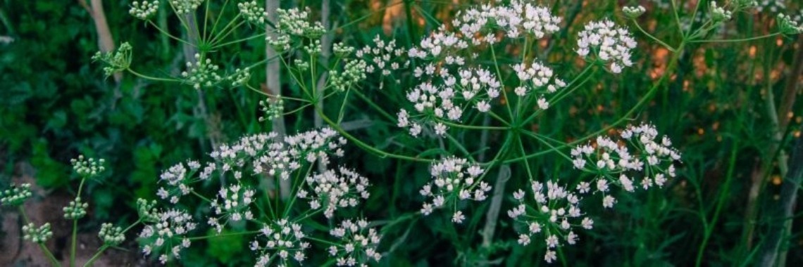 Anijs voor je gezondheid, de keuken en schoonheidszorgen | Yoors World