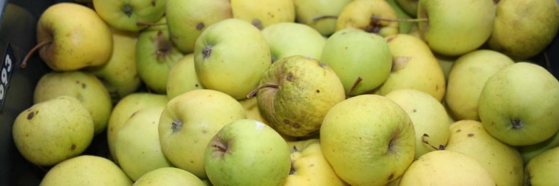 Appeltaart met rabarber  een succesverhaal | Yoors World