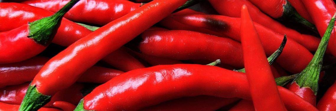 Chilipepers kunnen de sleutel zijn in de behandeling van obesitas | Yoors World