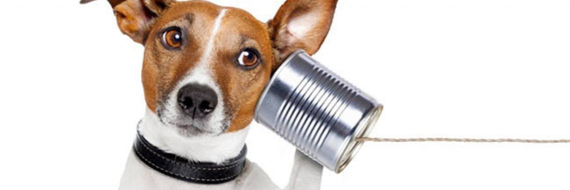 Communiceert je hond nu wel echt met jou? | Yoors World