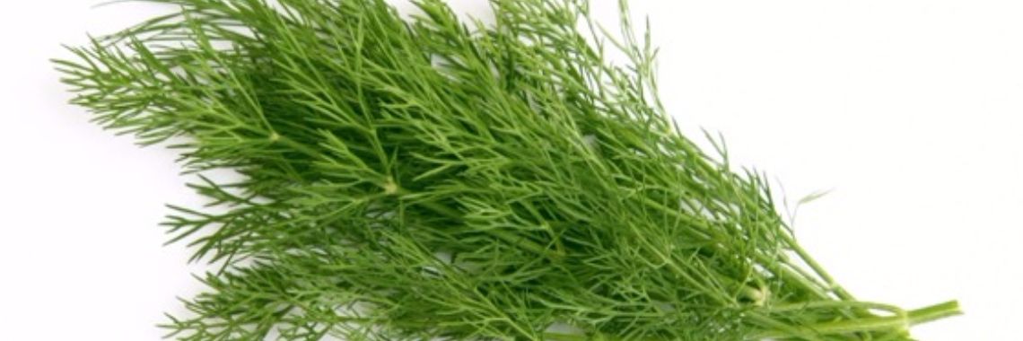 Dille een fijn kruid met ongekende krachten. | Yoors World