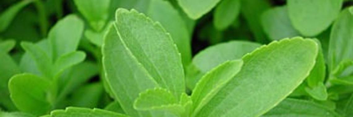 Dit kruid verdrijft de drang naar nicotine en zo kweek je het | Yoors World