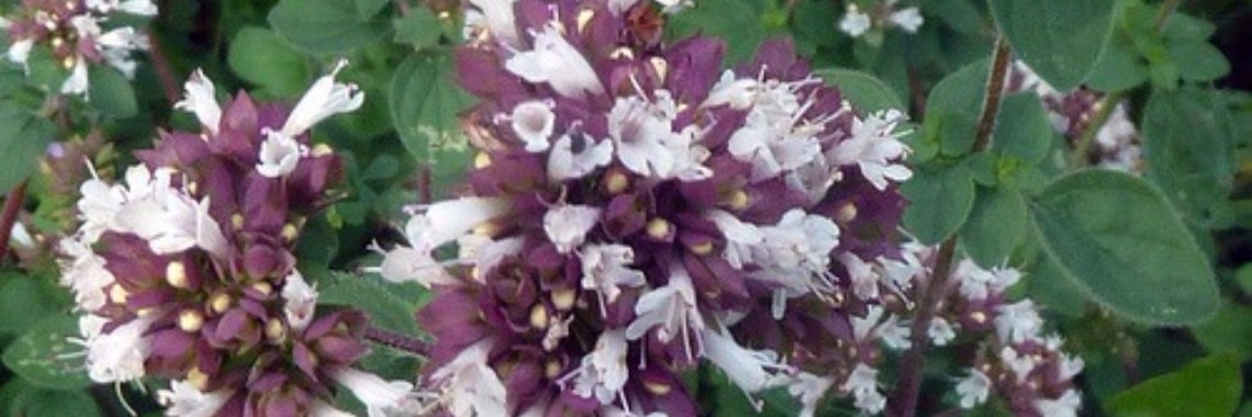 Drink this tea with oregano to prevent your winter ailments | Yoors World