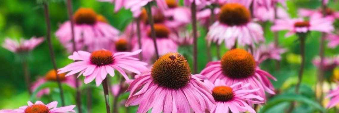 Echinacea zeer effectief om verkoudheden te voorkomen | Yoors World