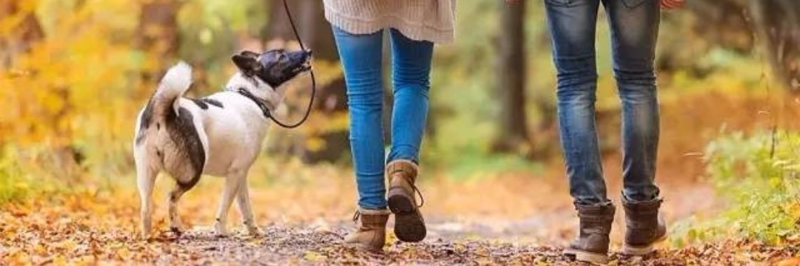 Een hond: de motivatie om meer te bewegen! | Yoors World