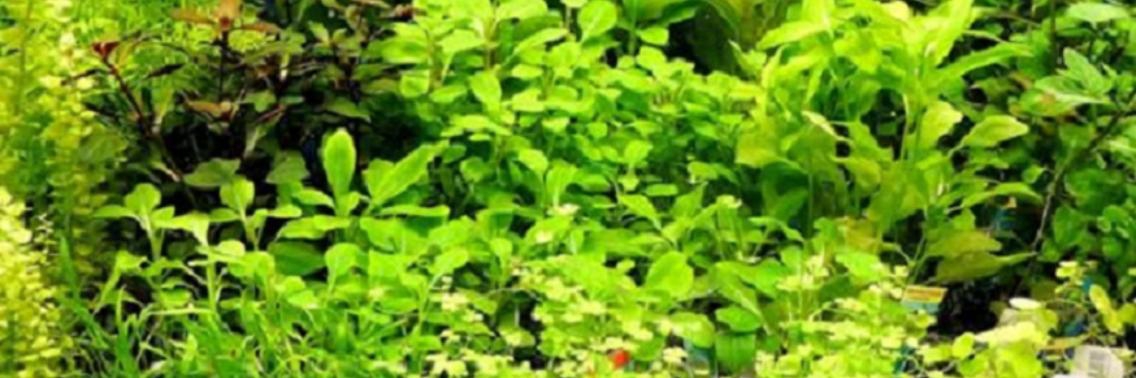 Eén op vijf planten ter wereld is met uitsterven bedreigd | Yoors World