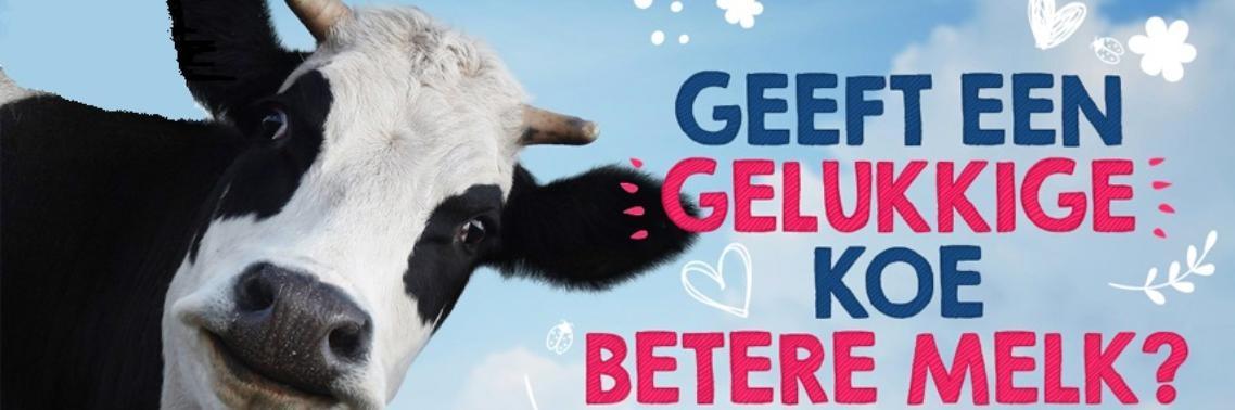 Gelukkige koeien produceren meer voedzame melk | Yoors World