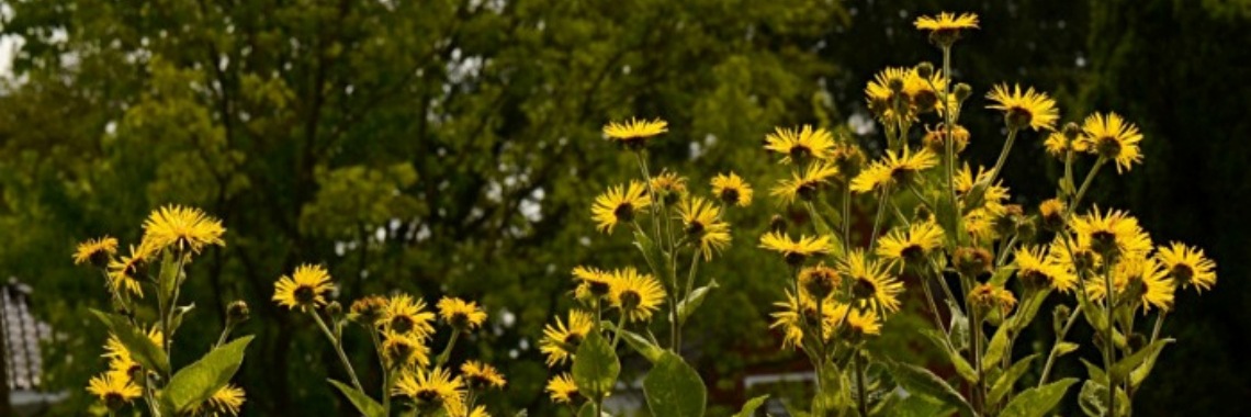 Griekse alant, de inulinekampioen, maar ook veel meer | Yoors World