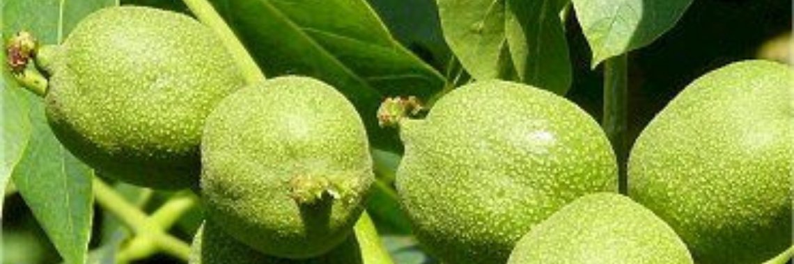 Groene walnoten en hun helende eigenschappen | Yoors World
