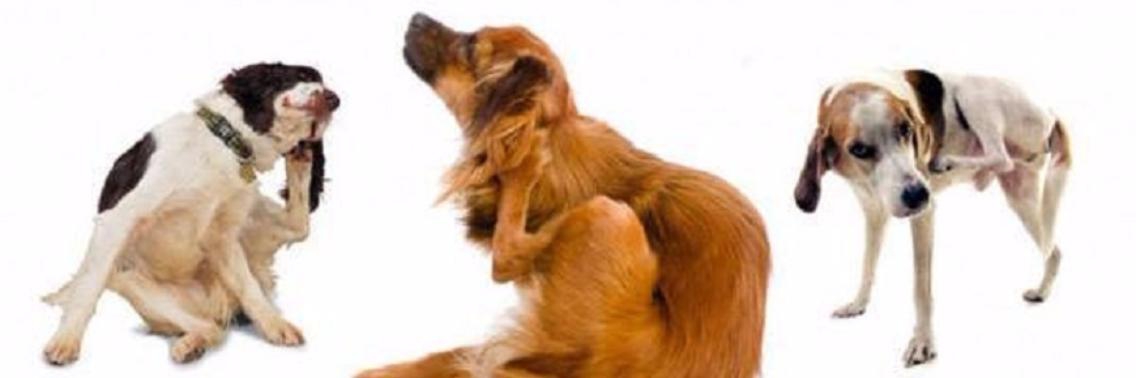 Hou je hond vlooien vrij op  een natuurlijke maar efficiënte manier | Yoors World