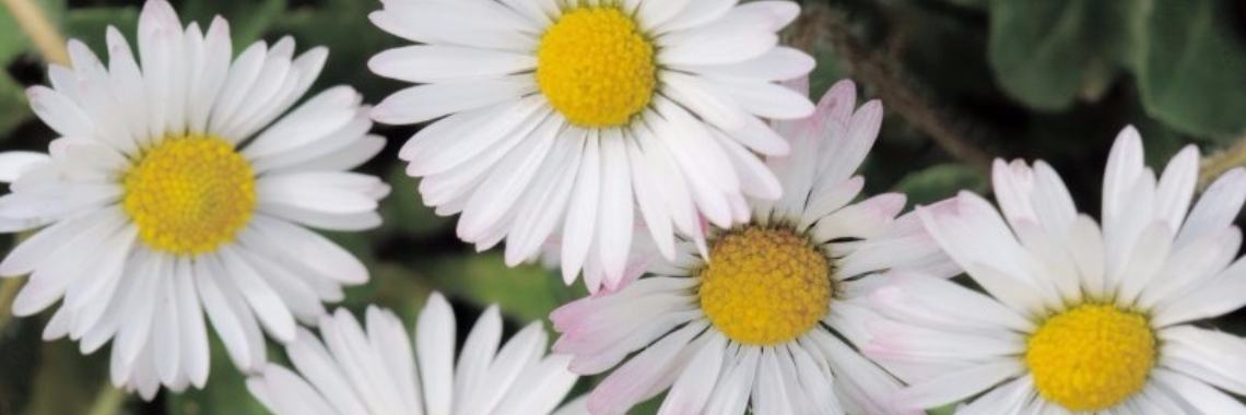 Leer de magie en de gezondheidsvoordelen van madeliefjes kennen | Yoors World