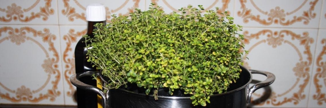 Maak nu je hoestsiroop met tijm, een keigoed recept, en zoveel goedkoper. | Yoors World