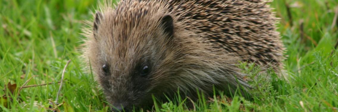 Mag deze lieverd in jouw tuin wonen? | Yoors World