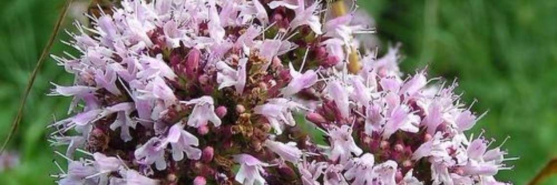 Marjolein, een zomers kruid dat niet verward mag worden met oregano | Yoors World