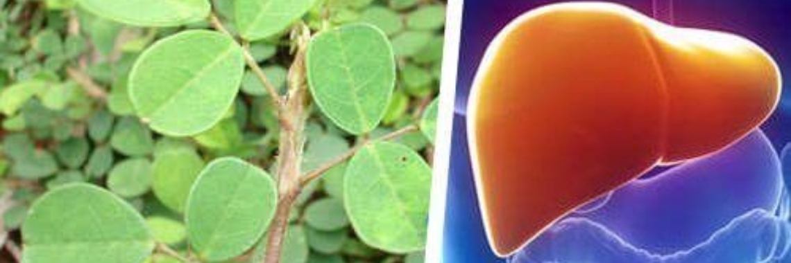 Natuurlijke voedingsmiddelen om de lever te herstellen van alcohol en andere gifstoffen | Yoors World