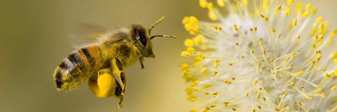 Bees also drink, you can give them a safe drinking bowl in your garden. | Yoors World