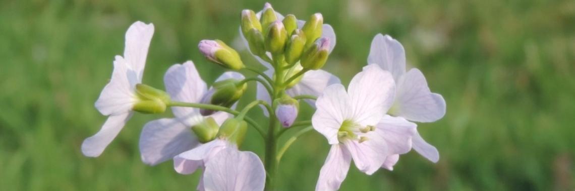 Pinksterbloem, ondanks de hardnekkige mythes een krachtige genezer | Yoors World