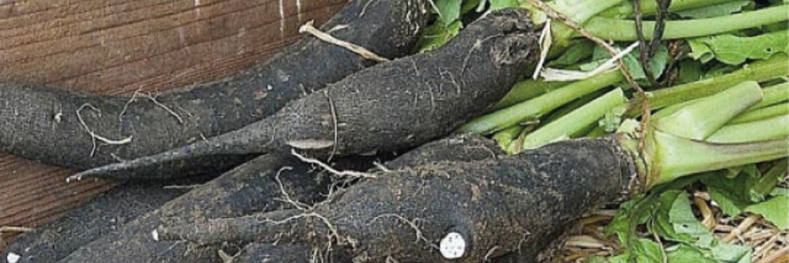 Rammenas, zwart goud voor je gezondheid | Yoors World