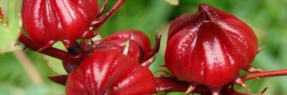 Rode thee, ideaal bij warm weer en om de bloeddruk te verlagen | Yoors World