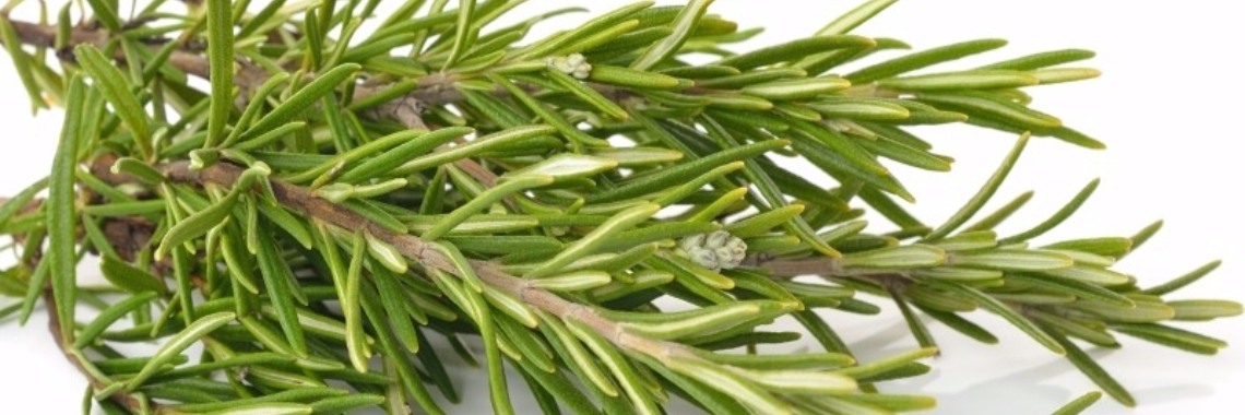 Rosemary... and you like it again... | Yoors World