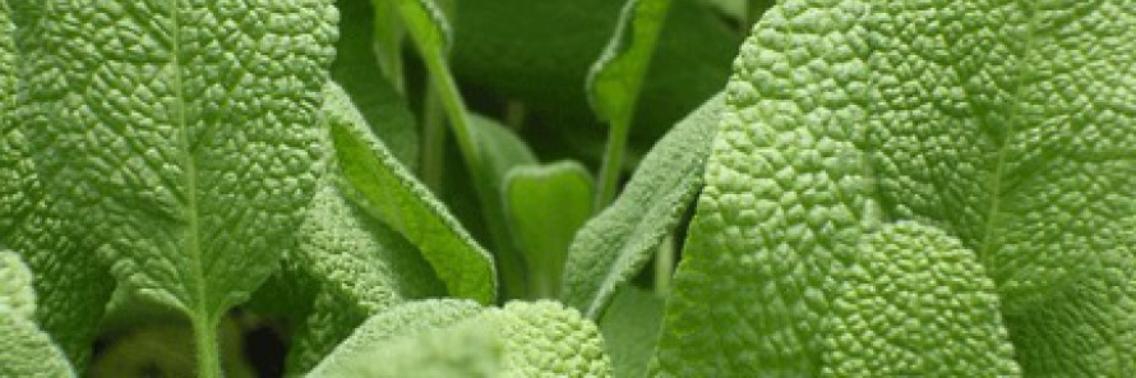 Salie, één van de meest geneeskrachtige planten op de planeet | Yoors World