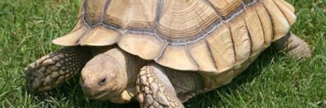 Schildpadden kunnen door hun gat ademen | Yoors World