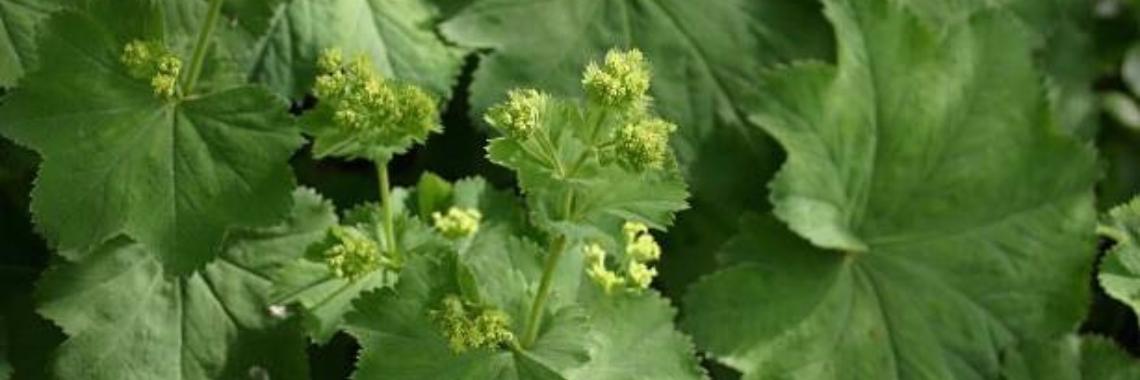 Thee van vrouwenmantel tegen vrouwenkwalen en reuma | Yoors World