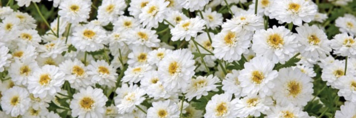 Top kruiden tegen hoofdpijn rechtstreeks uit de natuur | Yoors World