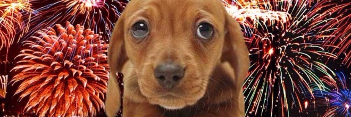 De hel van het eindejaarsvuurwerk: 5 tips om je hond te beschermen. | Yoors World
