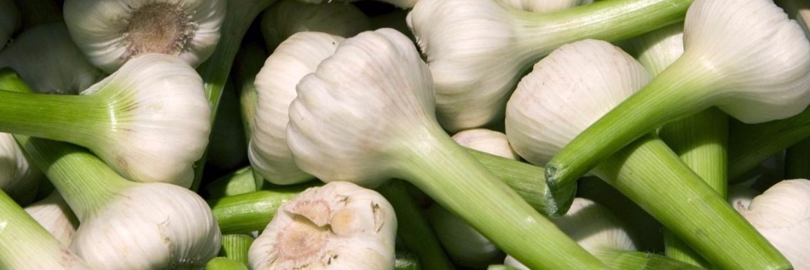 Waarom knoflook de gezondste knol ter wereld is | Yoors World