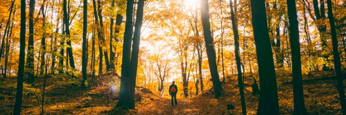 Wetenschap: tijd doorbrengen in de natuur maakt je gezonder | Yoors World