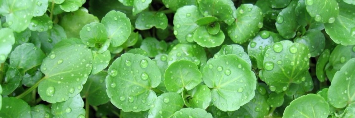 Waterkers ideaal tegen eczeem, jicht en artritis  | Yoors World