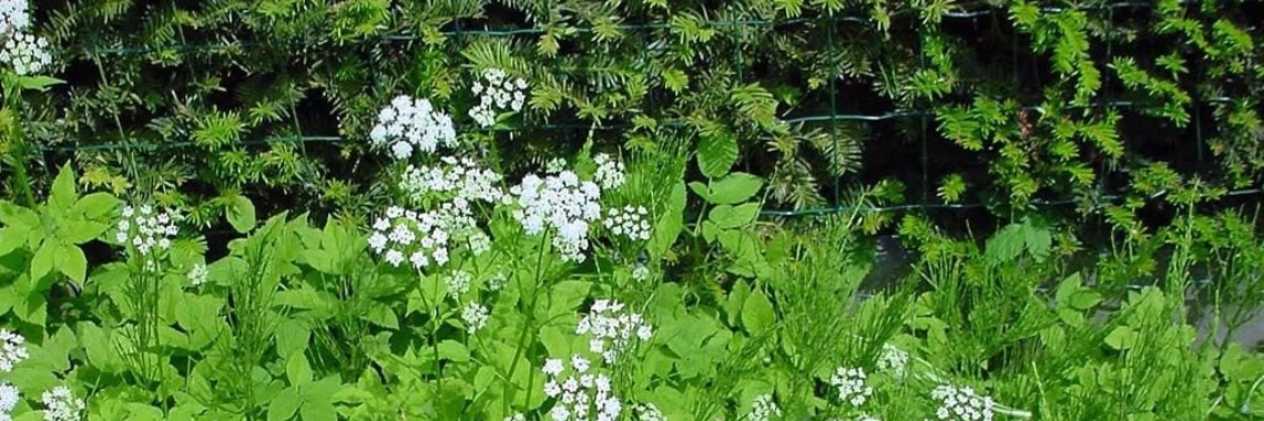 Zevenblad tegen jicht en reuma: recept fijne zevenbladstamppot | Yoors World