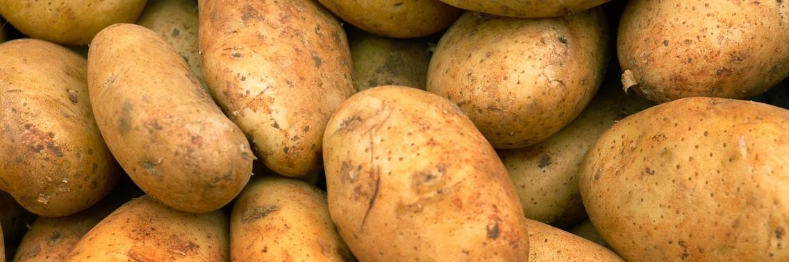 Zo kweek je 100kg aardappelen op je balkon  | Yoors World