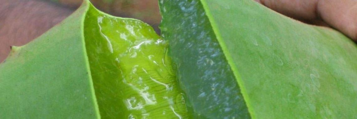 Zo oogst je je eigen aloë vera gel | Yoors World