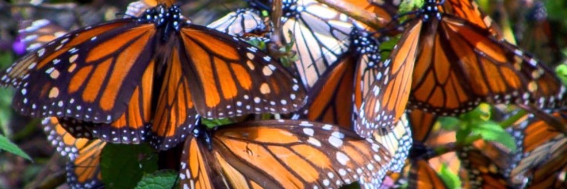 Met dit bord krijg je gegarandeerd vlinders in je tuin | Yoors World