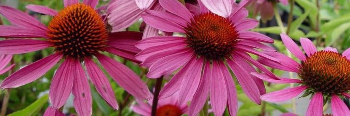 Echinacea tegen virus besmettingen zoals griep en het corona virus? | leefnugezonder