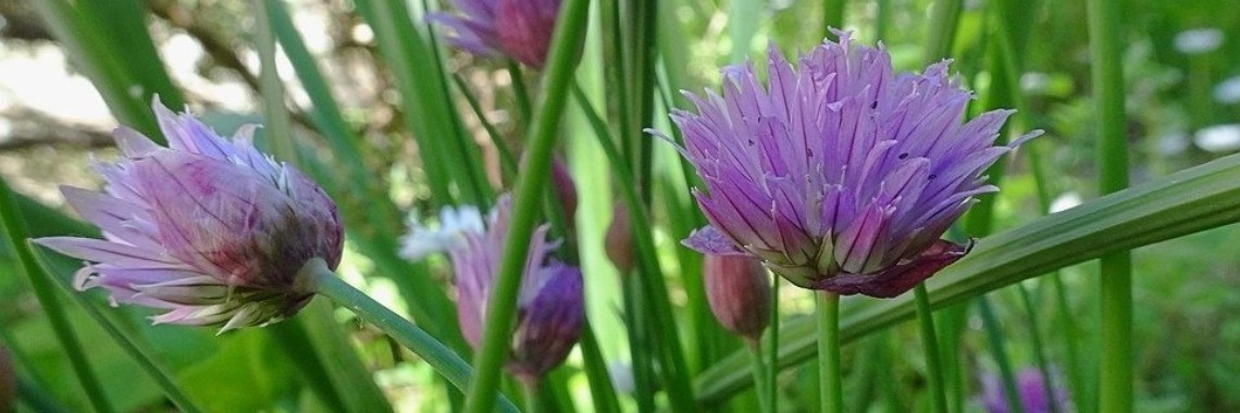 What is chives and what does it do to your health? | leefnugezonder