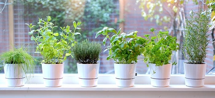 These Herbs are essential for your health | leefnugezonder