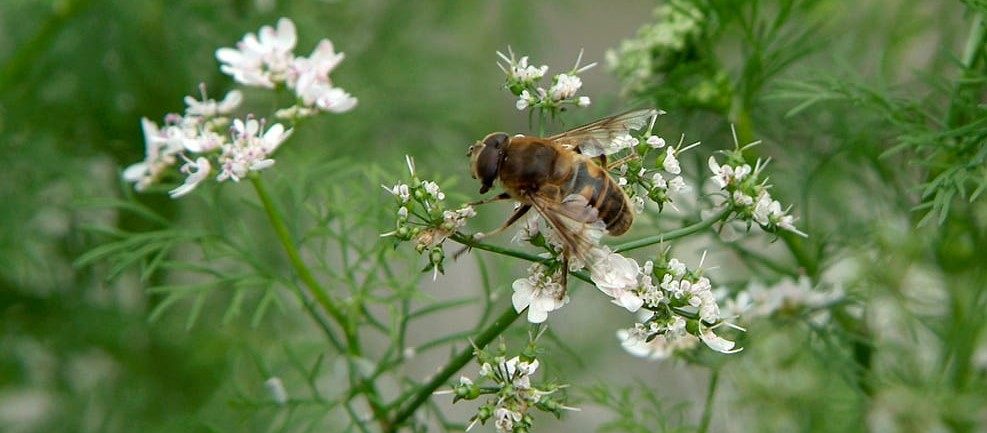 Growing cilantro yourself is easier than you think +Recipes | leefnugezonder