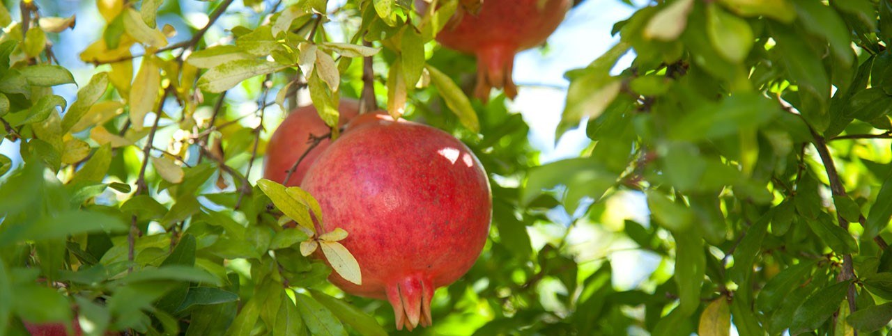 De Granaatappel: Smaakvol superfruit vol gezondheidsvoordelen + Recepten | leefnugezonder