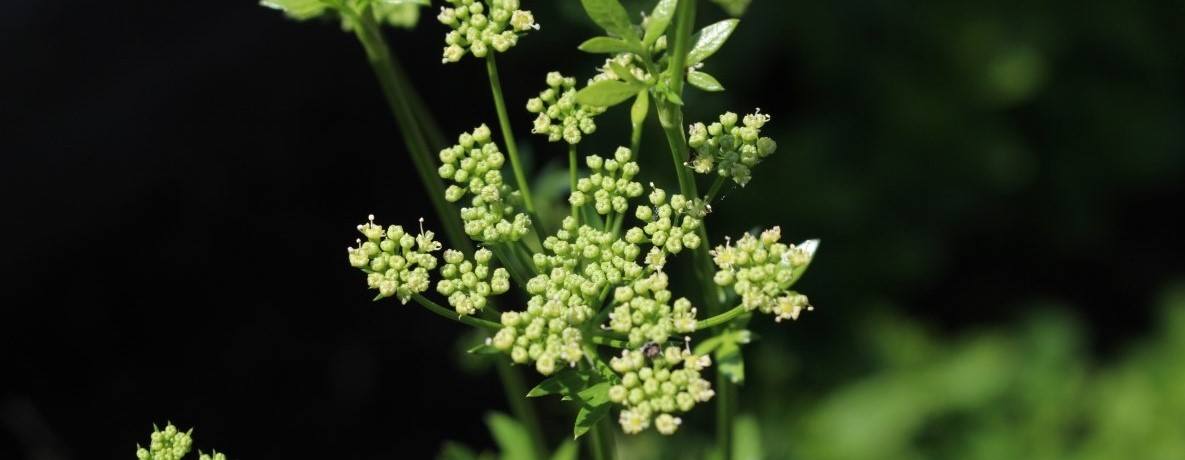 Parsley: How this powerful condiment also improves your health + Recipes | leefnugezonder