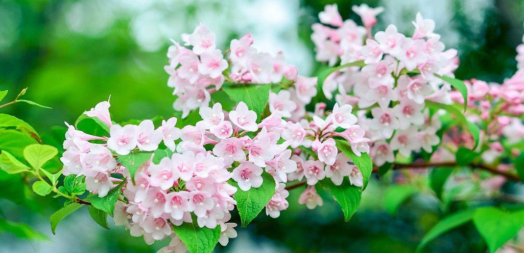 Haagplanten voor een tuin met karakter en maximale privacy | leefnugezonder