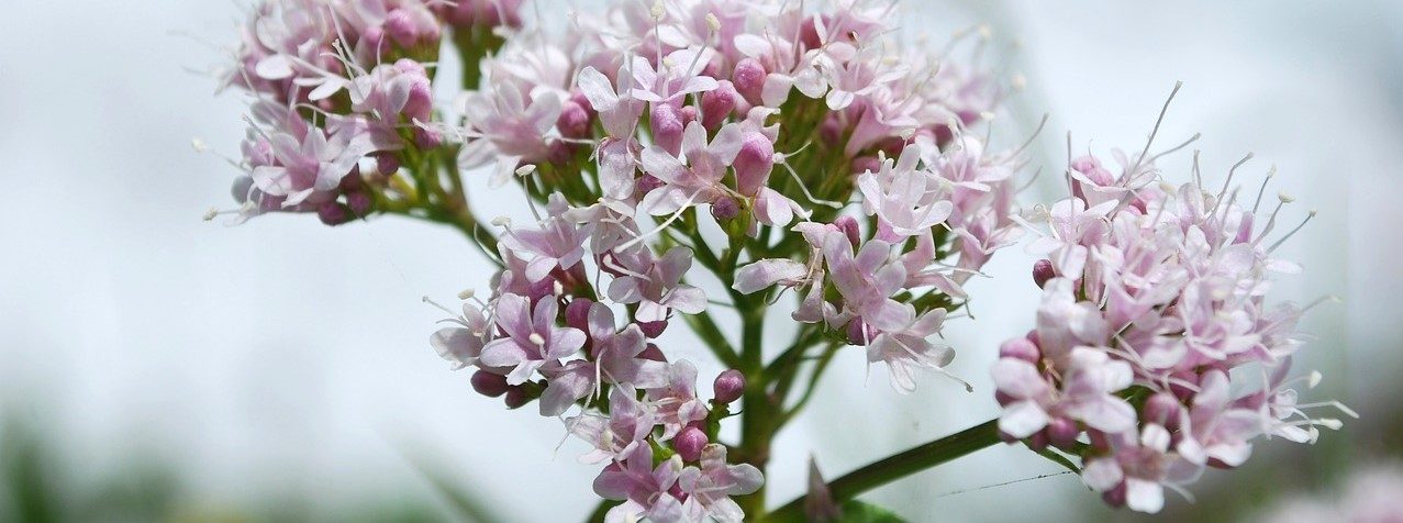 Valerian: What does this herb do for our health? | leefnugezonder