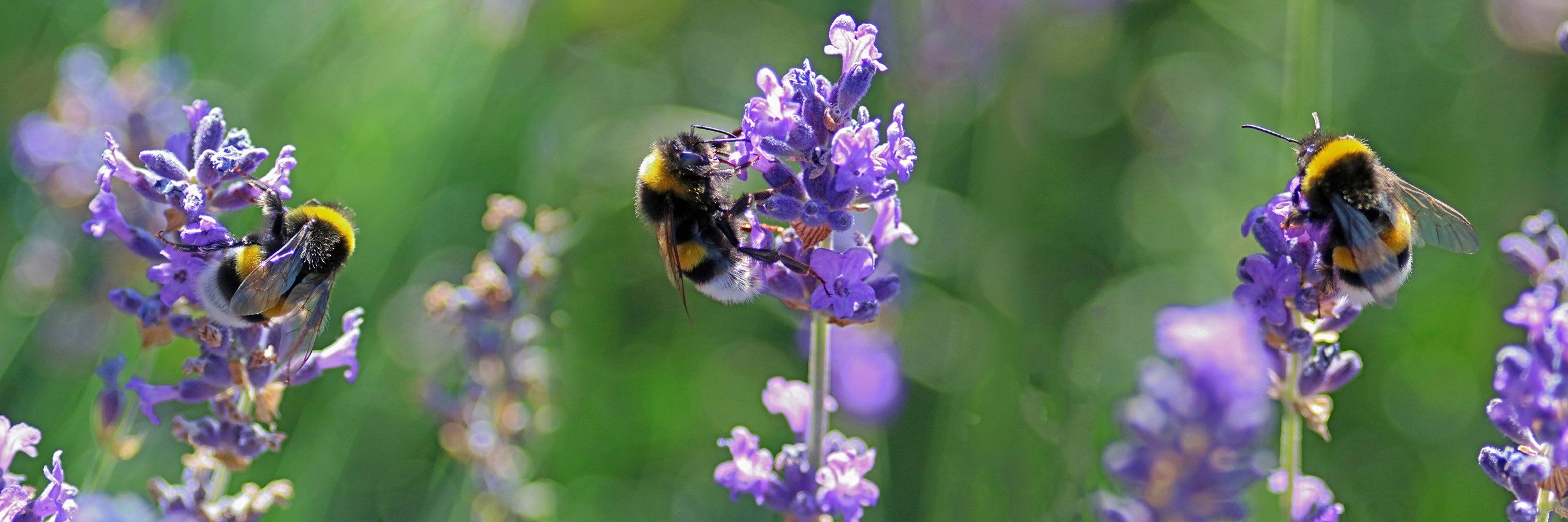 Help: Klimaatverandering doodt hommels en verstikt bomen en planten | leefnugezonder
